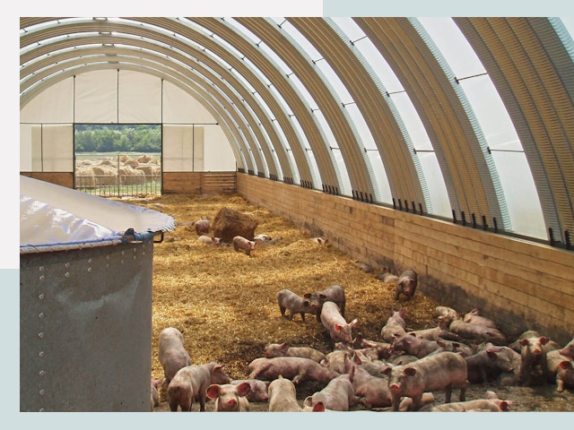 Строительство свинарников в Озёрске